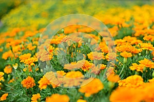 French marigold shades of yellow and orange, Floral background Tagetes erecta, Mexican marigold, Aztec marigold