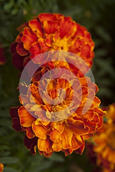 French marigold