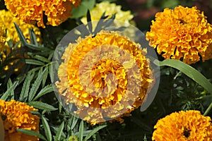 French marigold