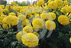 French Marigolds. Marigold yellow. Yellow flower field is bright yellow.
