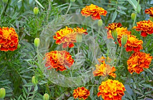 French Marigolds tagetes patula photo