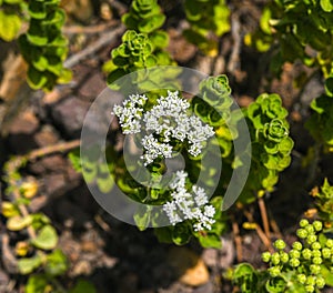 French marjoram, Origanum onites L. in bloom