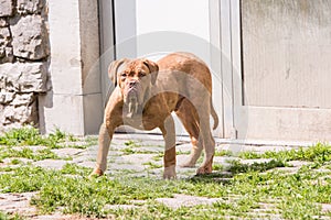 French mastif dog living in belgium