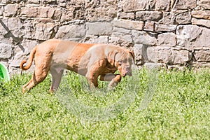 French mastif dog living in belgium