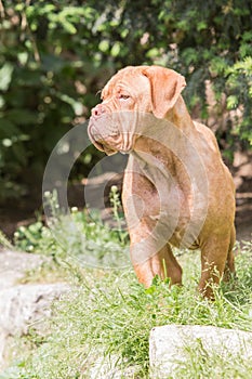 French mastif dog living in belgium