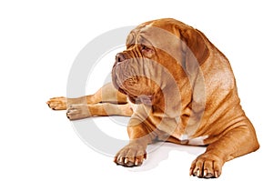 French Mastiff