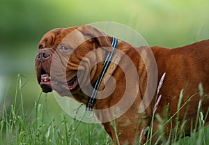 French Mastiff