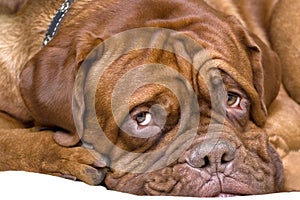 French mastiff