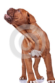 French mastiff barking