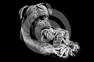 French mastiff with a black background