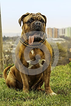 French mastiff with black mask