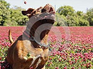 French mastiff - Bordeaux dog