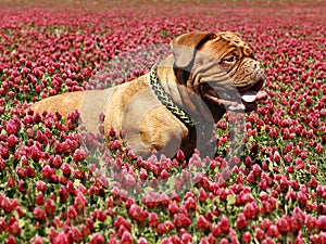 French mastiff - Bordeaux dog