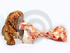 French Mastiff of Bordeaux - Puppy and big raw bone