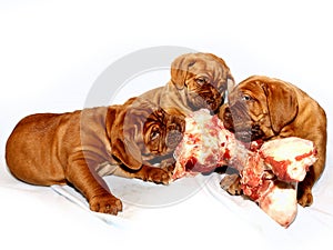 French Mastiff of Bordeaux - Puppy and big raw bone