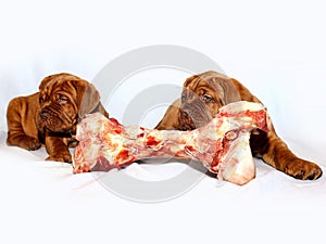 French Mastiff of Bordeaux - Puppy and big raw bone