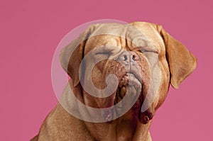French Mastiff Dog with eyes closed