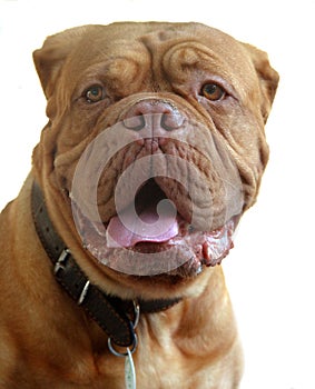 French mastiff (Dogue de Bordeaux)