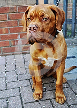 French mastiff (Dogue de Bordeaux)