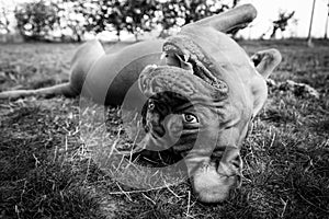 French mastiff in the garden