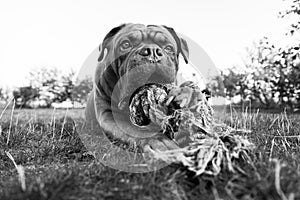 French mastiff in the garden