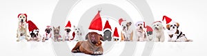 French mastiff leading a large group of santa claus dogs