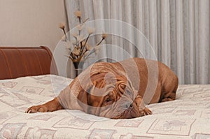 French Mastiff is lying on her master's bed