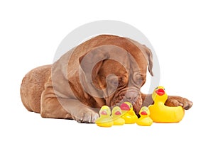 French mastiff playing with plastic duck toys