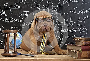 French Mastiff puppy in glasses with books