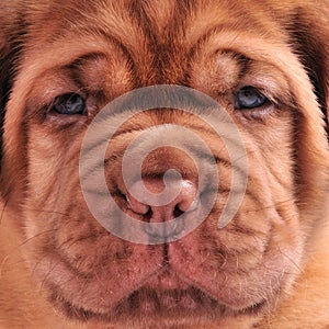 French Mastiff puppy muzzle