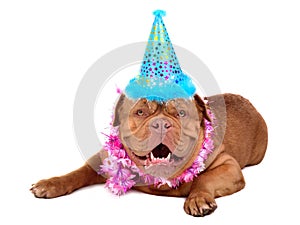French Mastiff puppy with in party cone