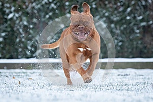 French mastiff walking in the snow