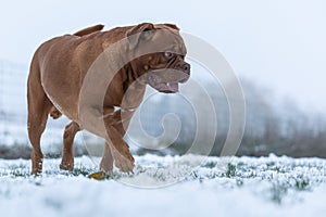 French mastiff walking in the snow