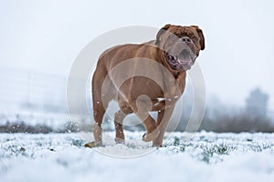 French mastiff walking in the snow