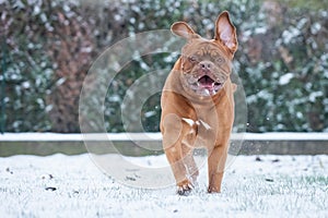 French mastiff walking in the snow