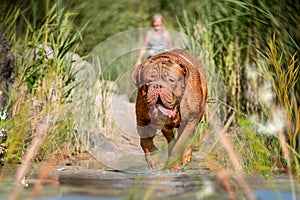 French Mastiff by the water