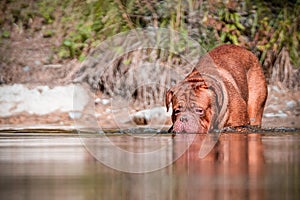 French Mastiff by the water