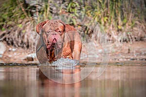 French Mastiff by the water