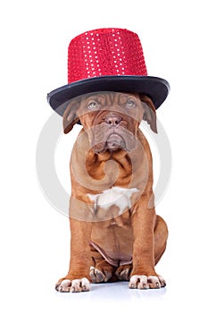 French mastiff wearing a red show hat