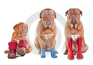 French Mastiffs with boots for all seasons