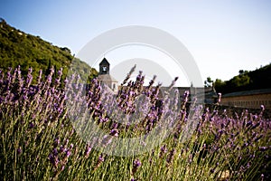 French monastery and fields of lavender