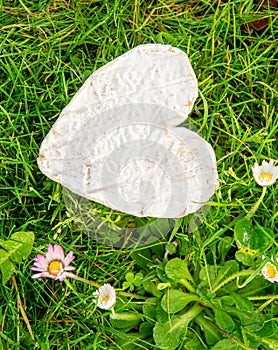 French Neufchatel cheese on grass