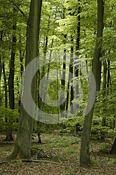 French oak and beech forest