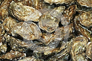 French Oyster called Fine de Claire, ostrea edulis photo