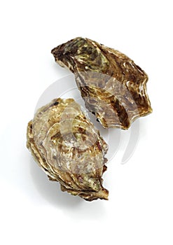 French Oyster called Marennes d`Oleron, Fresh Seafood against White Background