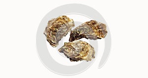 French Oyster called Marennes d\'Oleron, Fresh Seafood against White Background