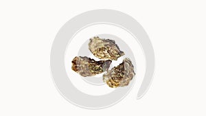 French Oyster called Marennes d`Oleron, Fresh Seafood against White Background, Real Time,