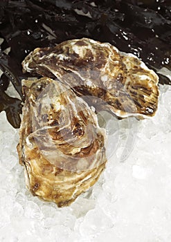 French Oyster called Marennes d`Oleron, Fresh Seafood on Ice