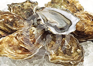 French Oyster called Marennes d`Oleron, Fresh Seafood on Ice