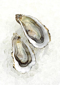 French Oyster called Marennes d`Oleron, Fresh Seafood on Ice